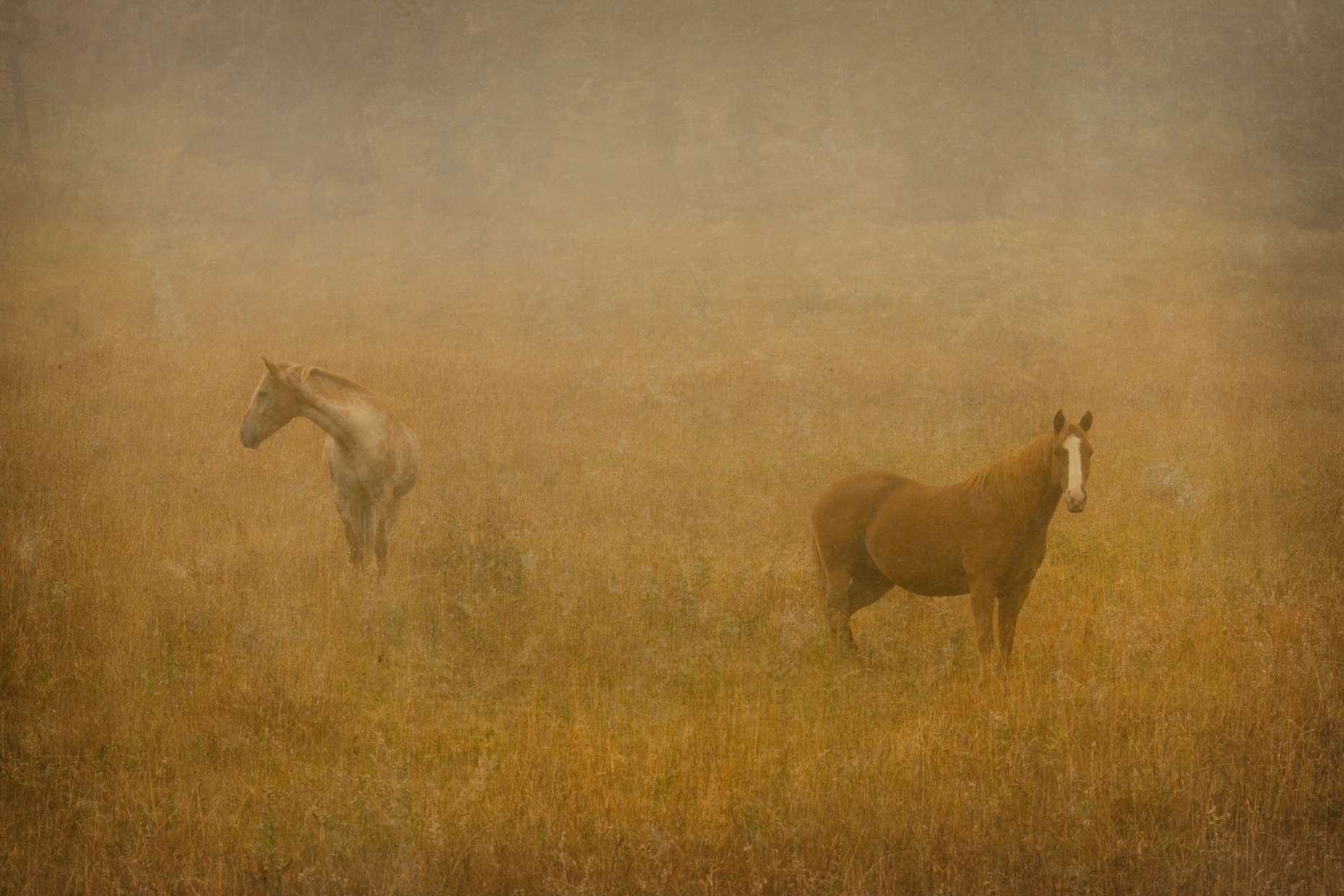 "Two Horse in Fog", Montana