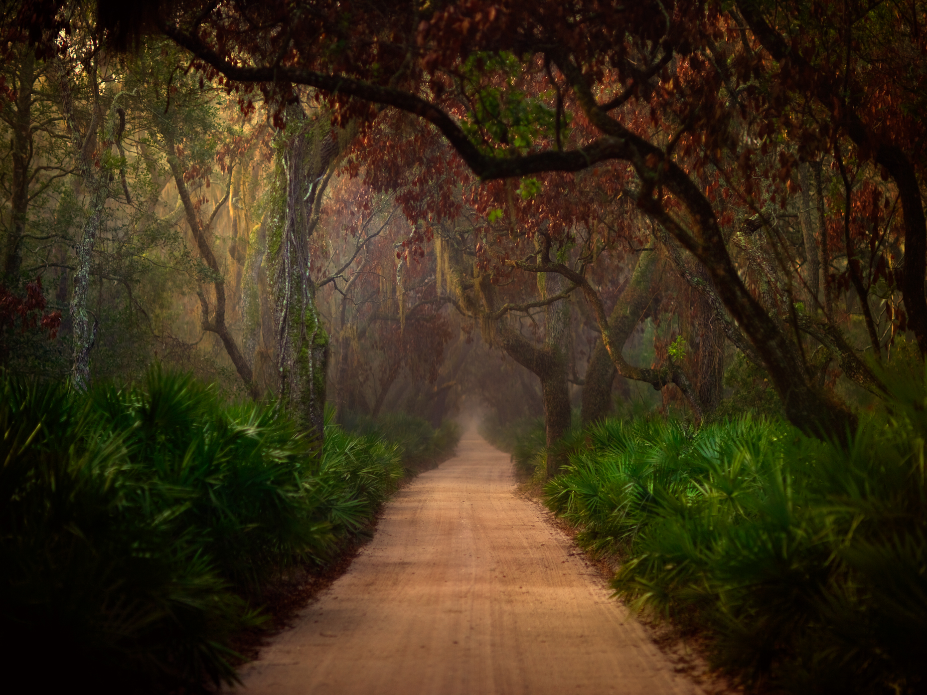 "Cumberland 22", Cumberland Island, Georgia
