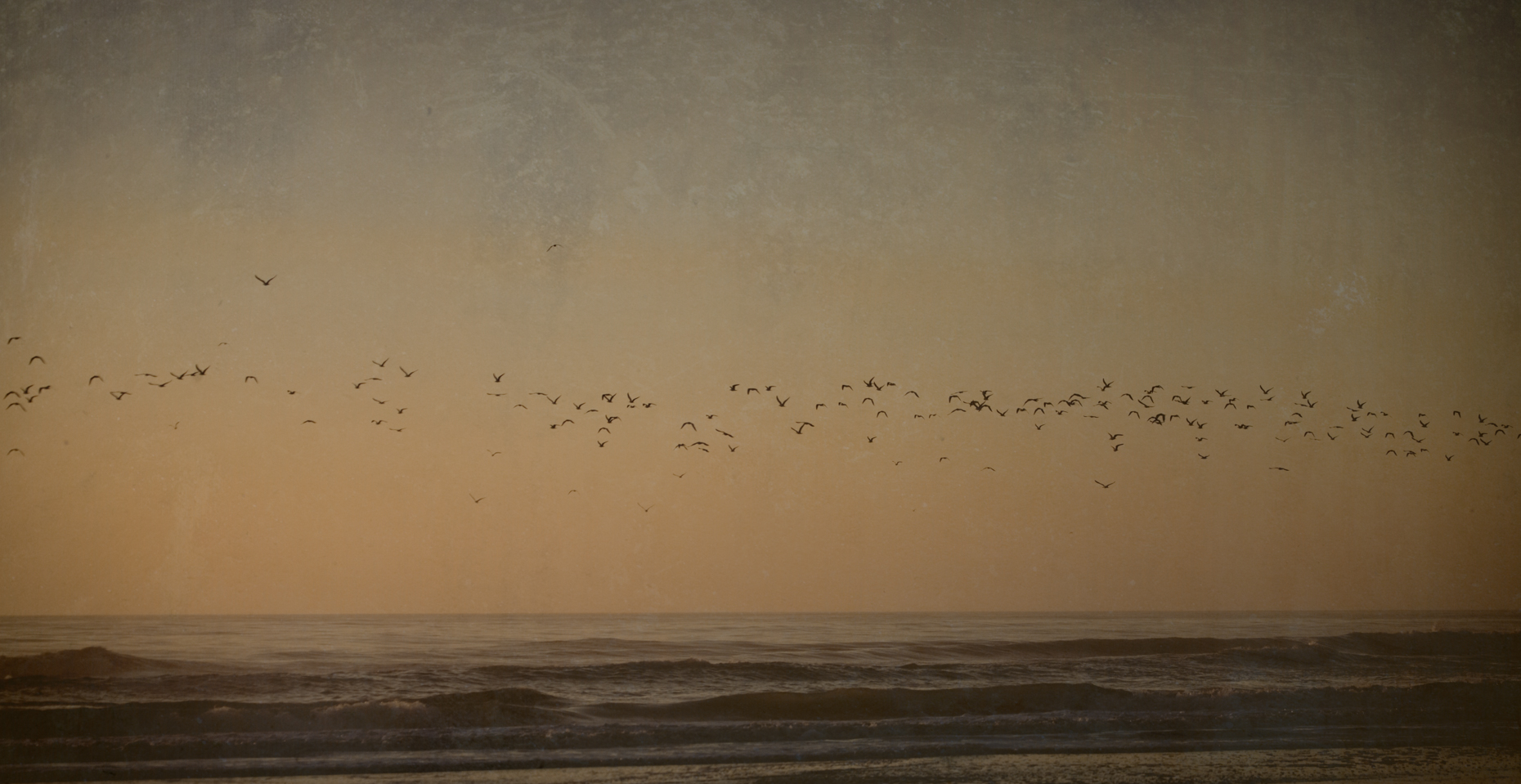 "Evening Birds", St. Augustine, Florida