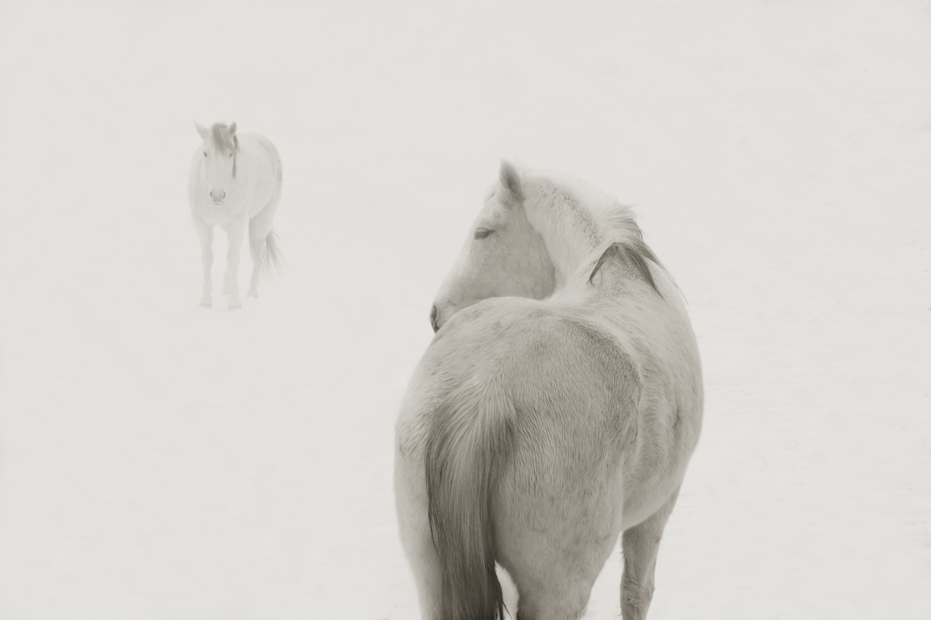 "Snow Ponies 2", Truchas, New Mexico