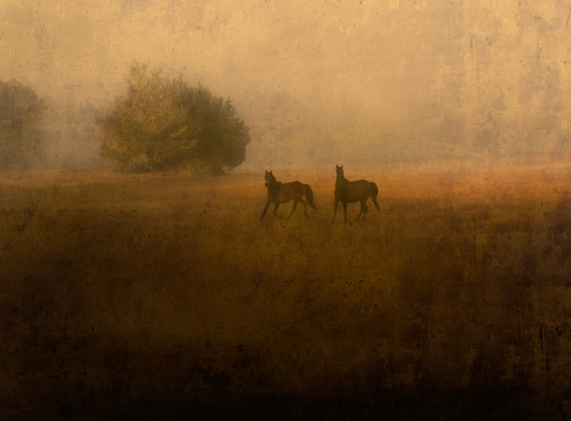 "Two Wild Horses", Cumberland Island, Georgia