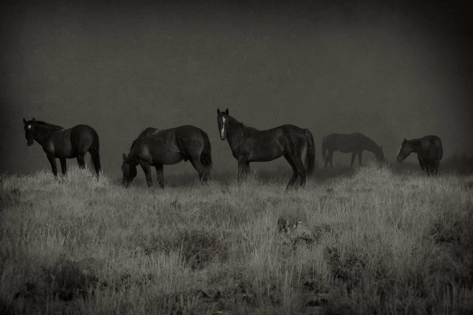 "Wild Horses", Green River, Wyoming