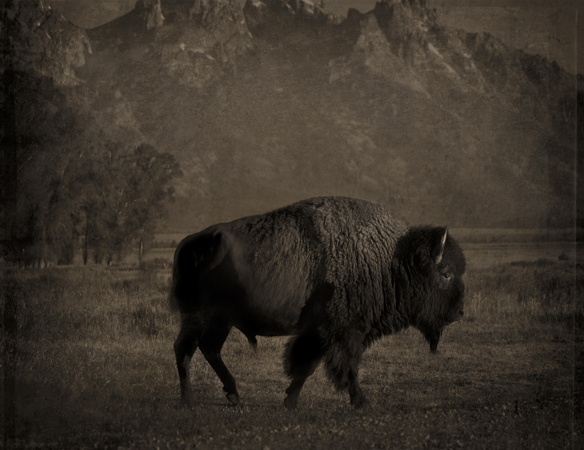 "Buffalo/Tetons" Wyoming