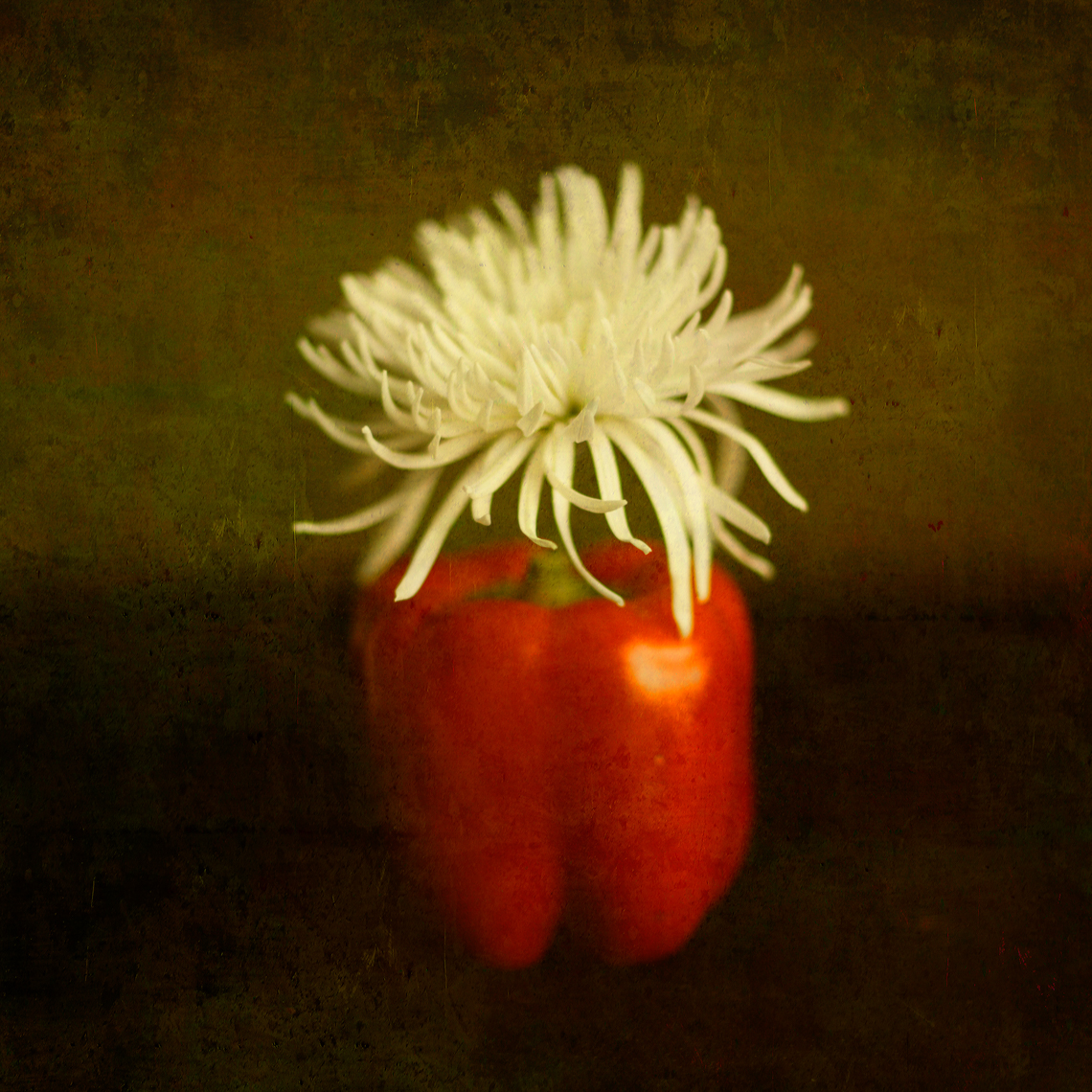 Chrysanthemum Pepper